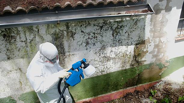 Top rated local Mold Cleanup specialists in Jacksonville, FL